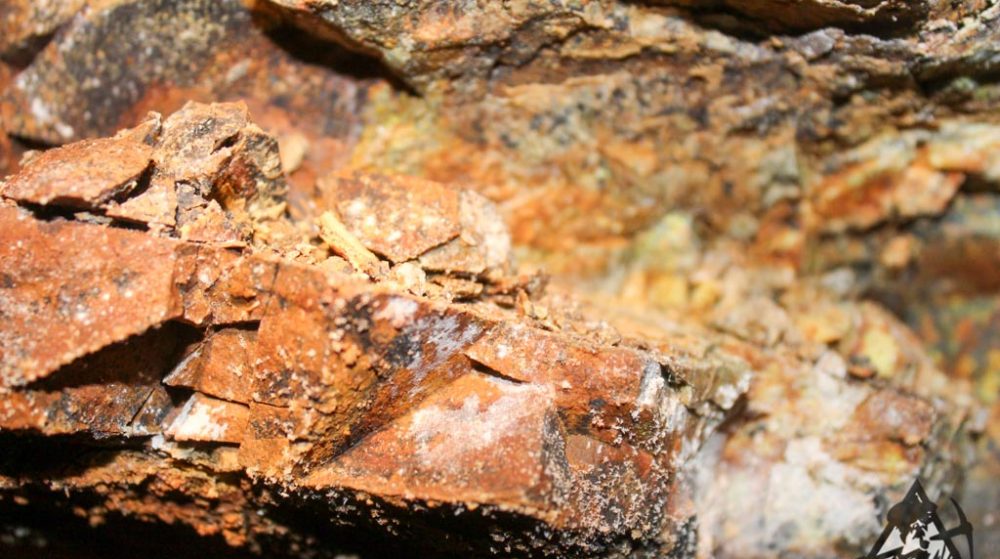 Bumblebee Gold #2 — Img 7574 1000X559