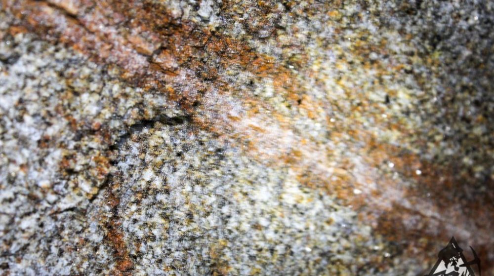 Bumblebee Gold #2 — Img 7588 1000X559
