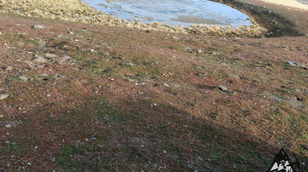 Bumblebee Gold #2 — Img 7629 1000X559