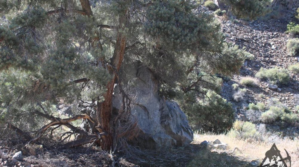 Sedona Legend #17 — Img 7639 1000X559