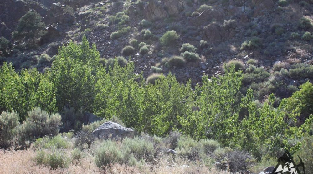 Sedona Legend #17 — Img 7640 1000X559