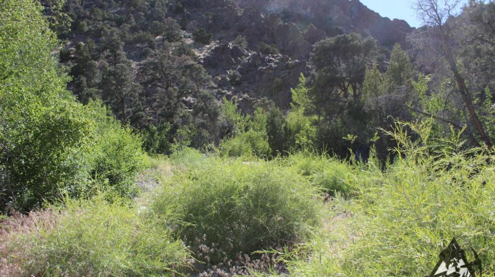 Sedona Legend #17 — Img 7654 1000X559