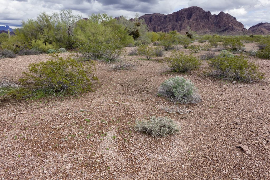Arizona Bedrock Gold — Abg King 1024X683