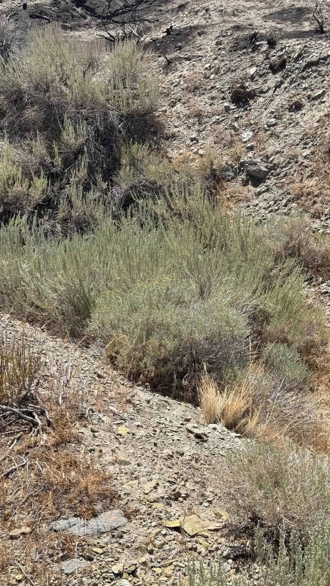 The Eureka Comstock Placer — site photograph unnamed-23
