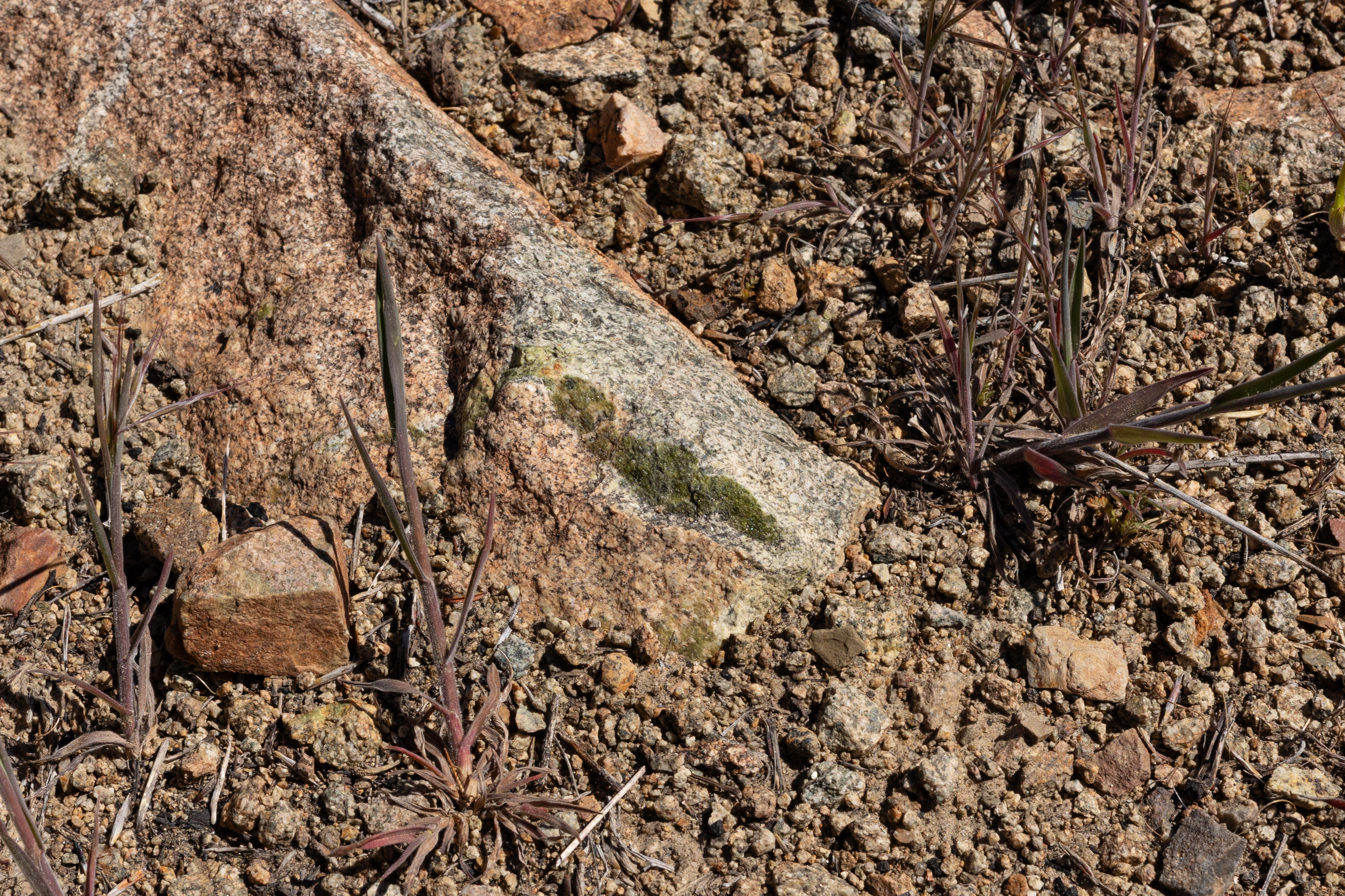 The Winna-Winner Claims — site photograph _61_6205