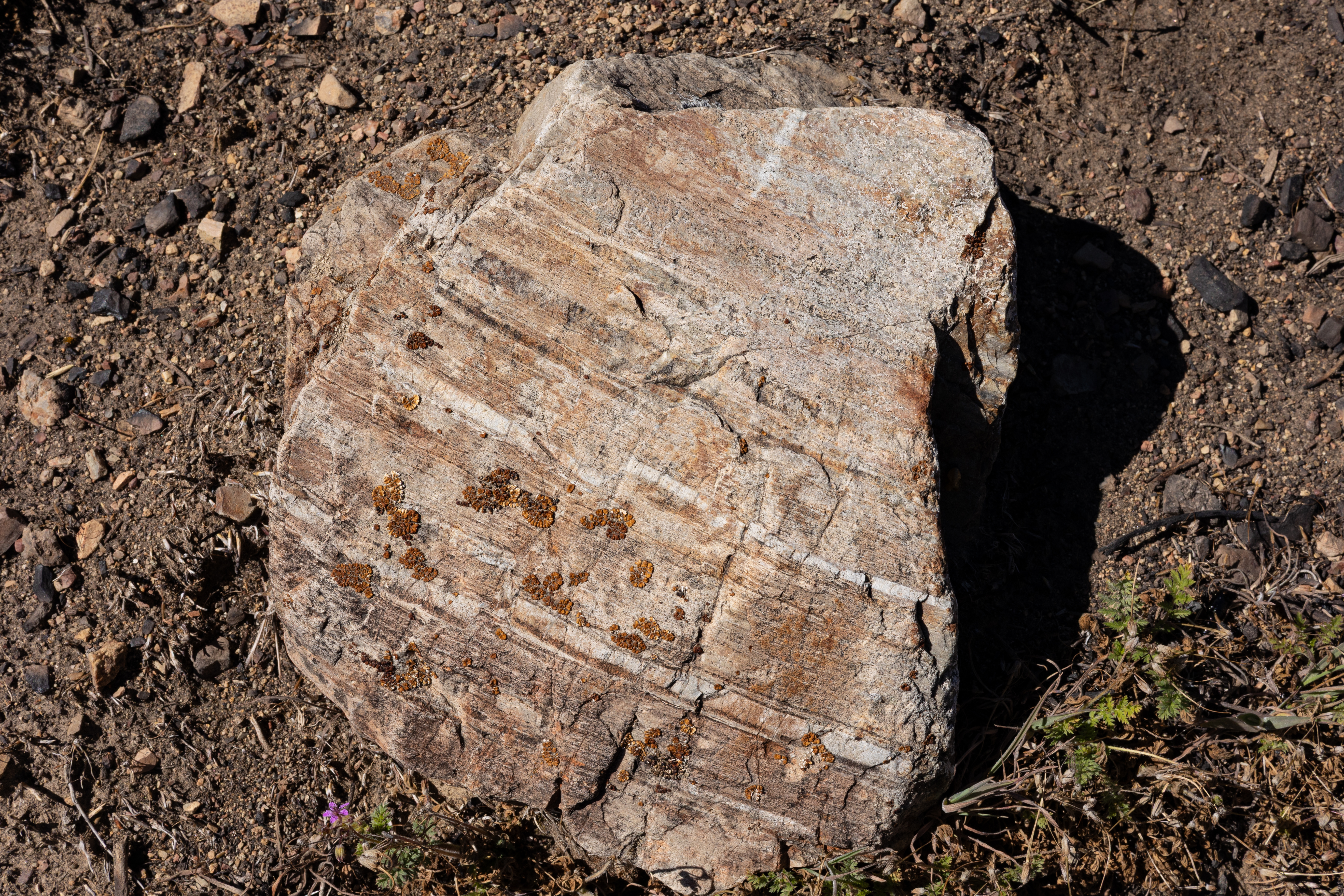 The Winna-Winner Claims — site photograph _61_6227