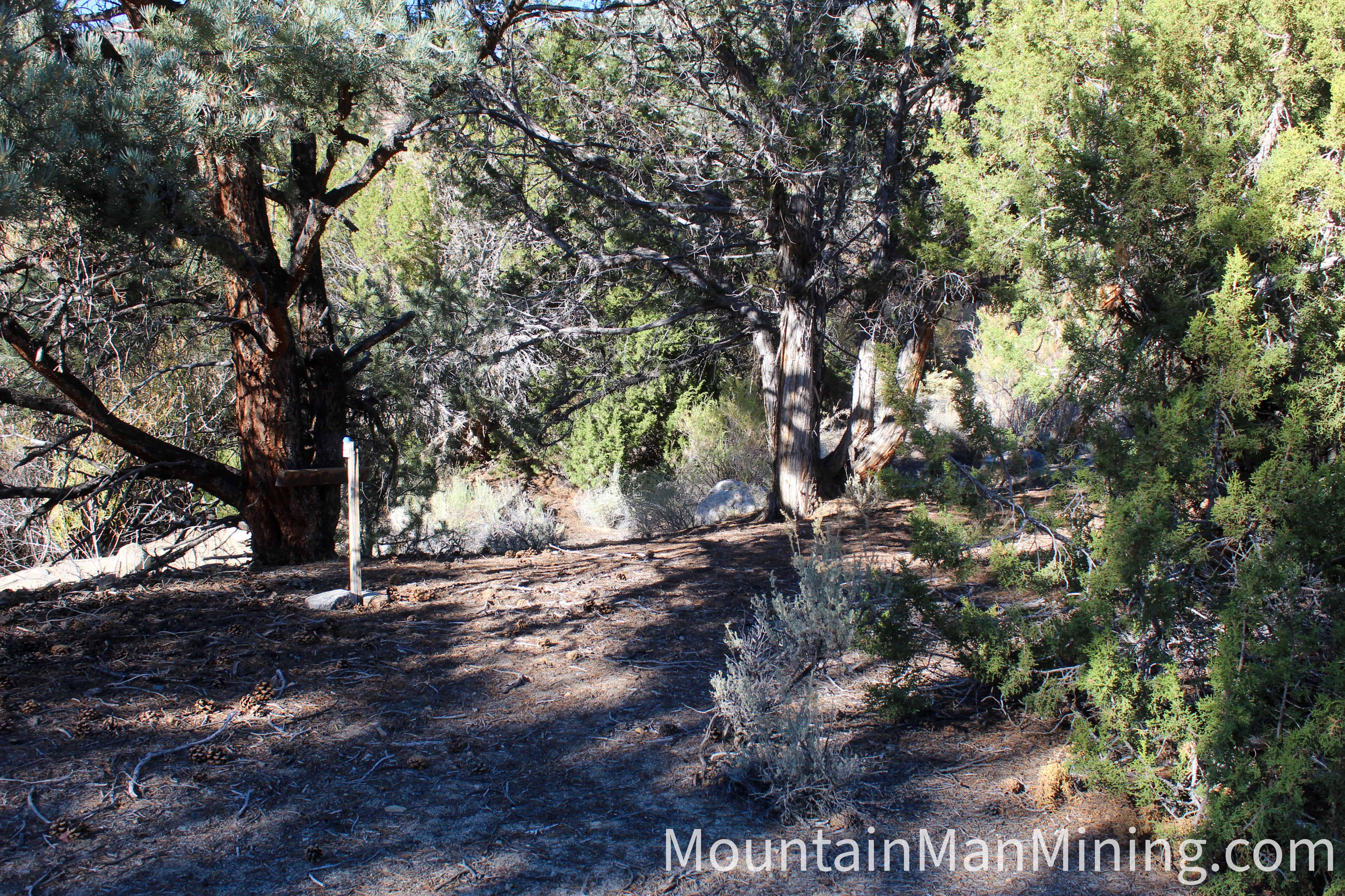 The Enriquez &mdash; Trees and dump material near the adits