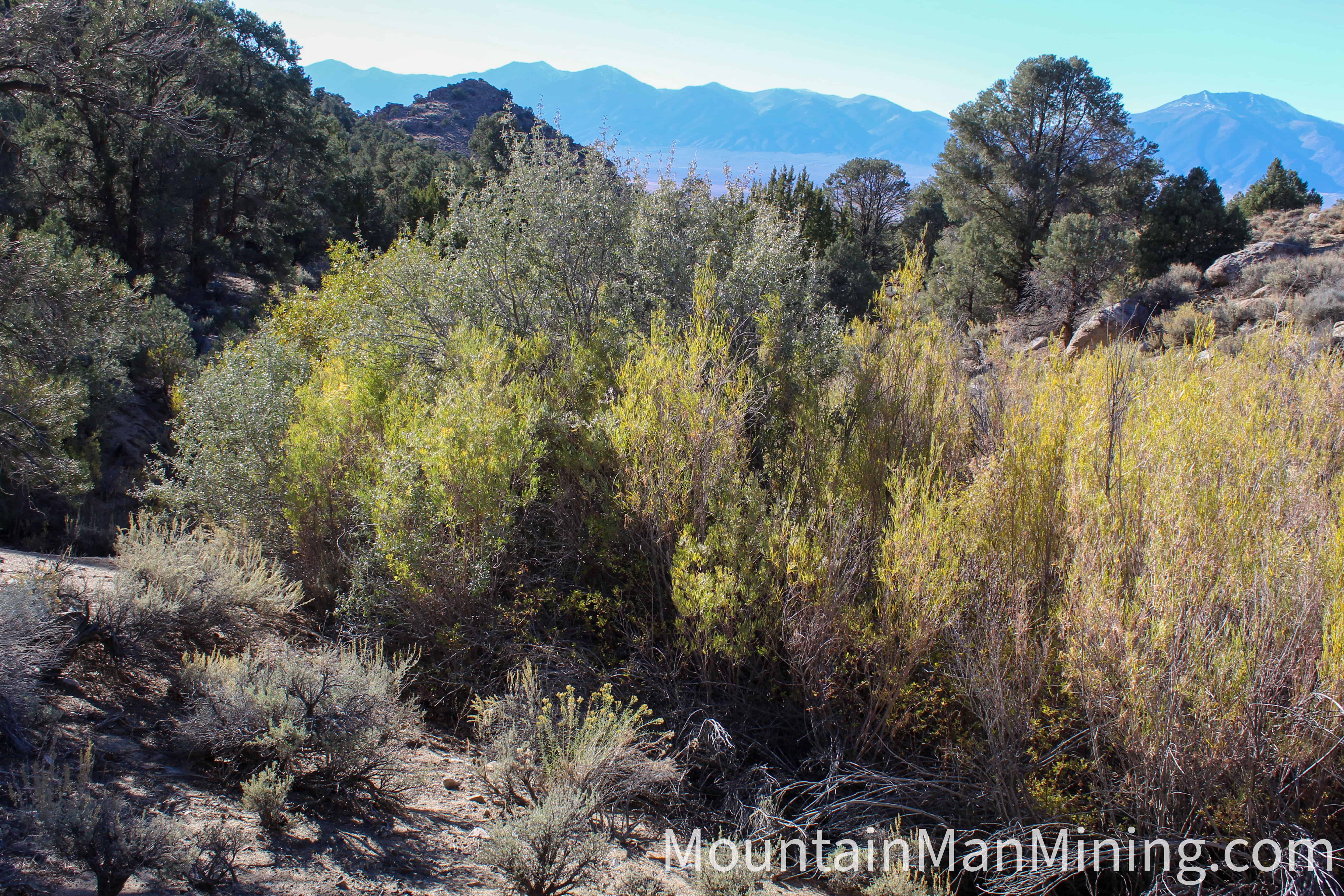 The Enriquez &mdash; Aspens in the canyon below the claim