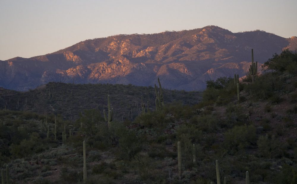 bradshaw-mountains-ranger-robb